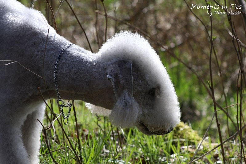 2010-04-02 Airis Blue Volshebny Svet (1).JPG